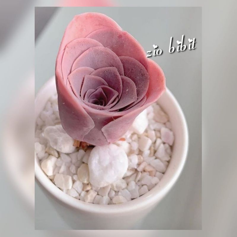 Benih biji kaktus sukulen mini amarose