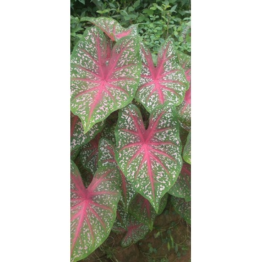 keladi red star bintik merah