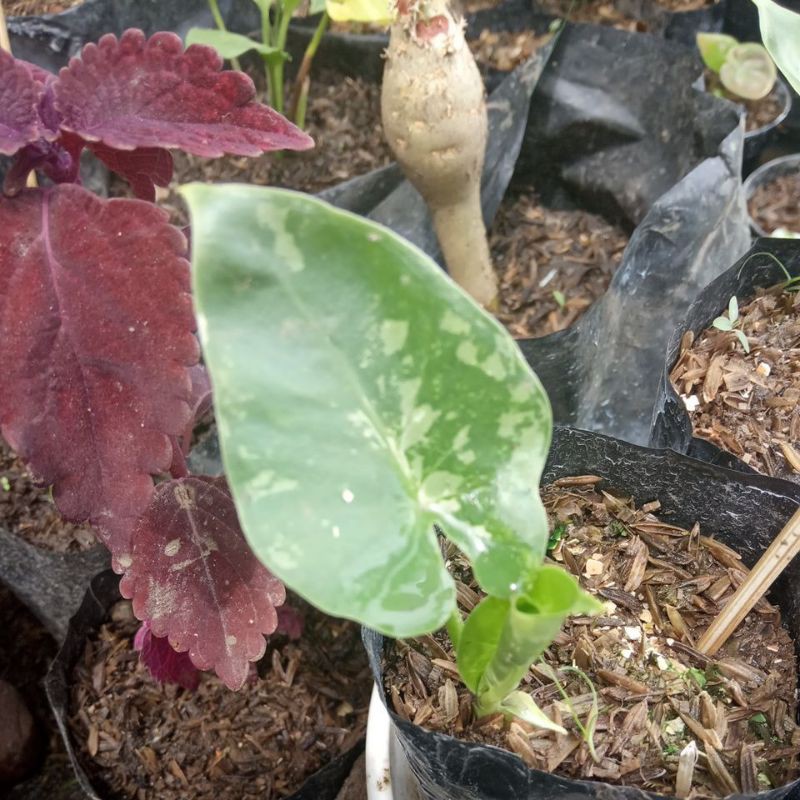 senthe variegata,,,alocasia variegata