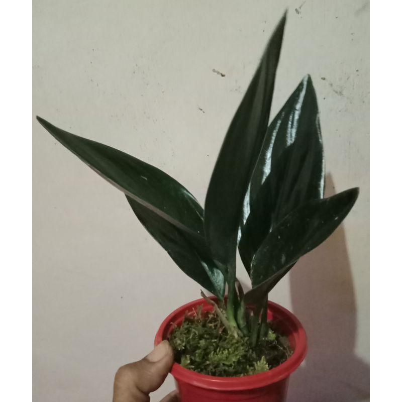 Scindapsus Treubii Dark Form/Scindapsus Black