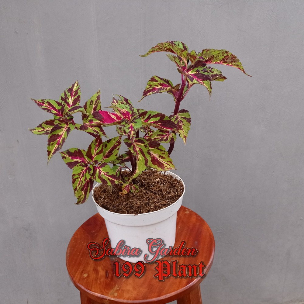 Tanaman Hias Miana Super-Fine Rainbow Masterdance Mix / Miana Baret