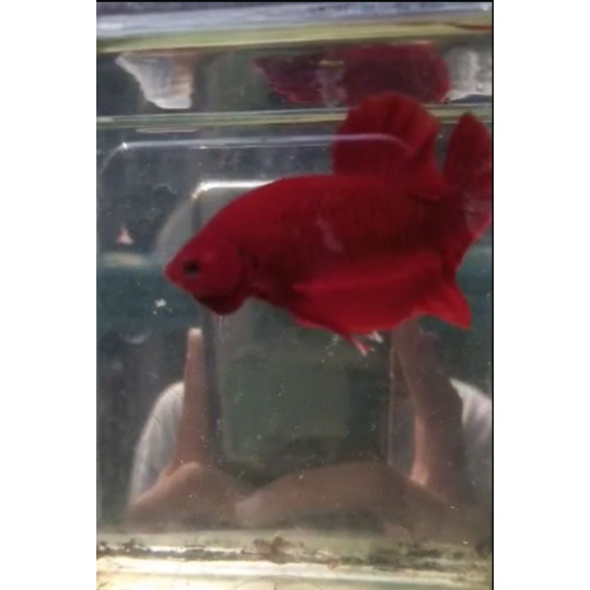 Ikan Hias~(Cupang Super Red)//// garansi