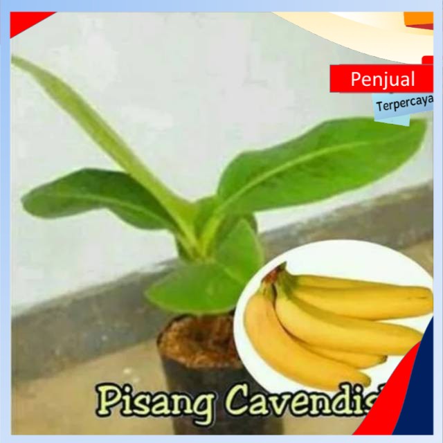 

/COD/ bibit pisang cavendis jenis griin neen termurah Ktn