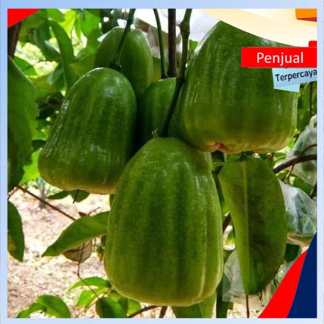 

/cod/ Bibit Jambu kiojok stek okulasi cepat berbuah Ktn