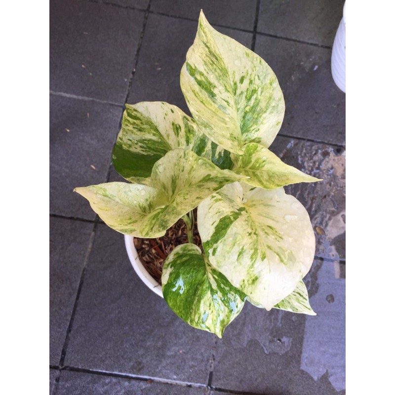 Epipremnum Marble Quinn