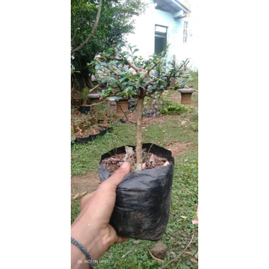 bibit hokiantea buah/arcia