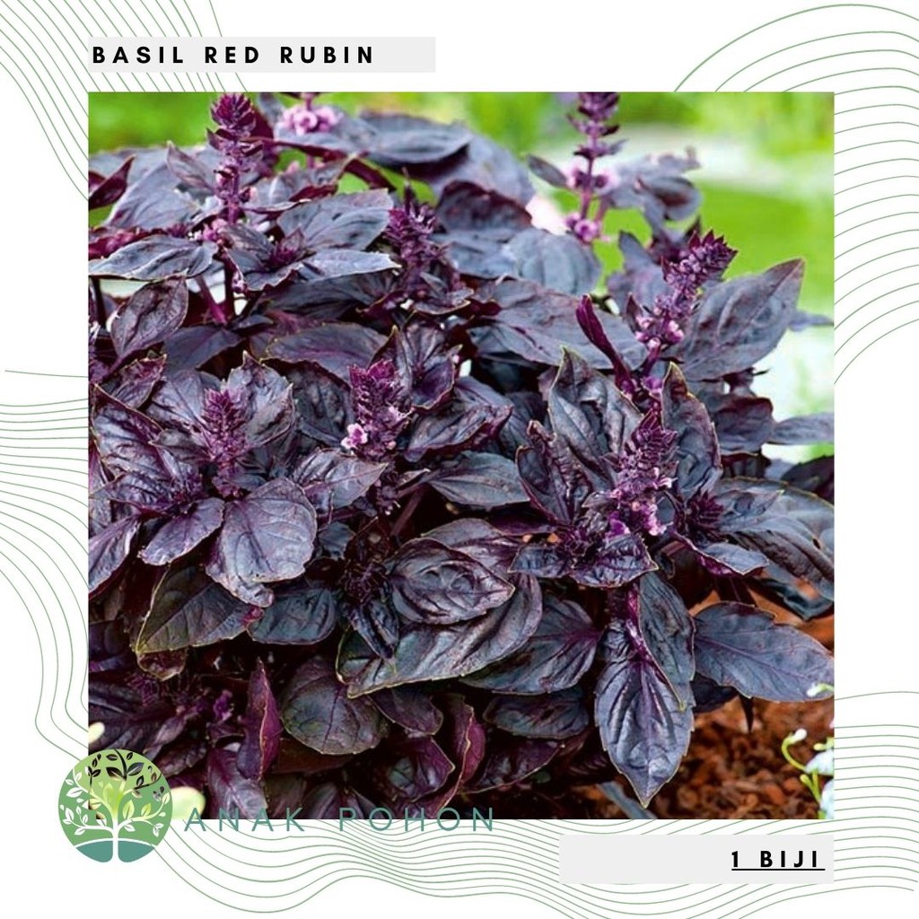 Benih Bibit Biji - Basil Red Rubin (Ocimum basilicum 'Purpurascens') Herb Seeds - IMPORT