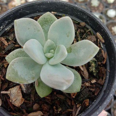 echeveria elegans blue