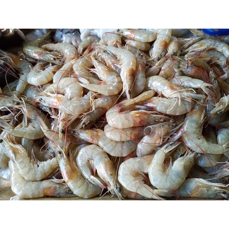 

Udang segar ukuran sedang 500gram Pasar Segar Depok