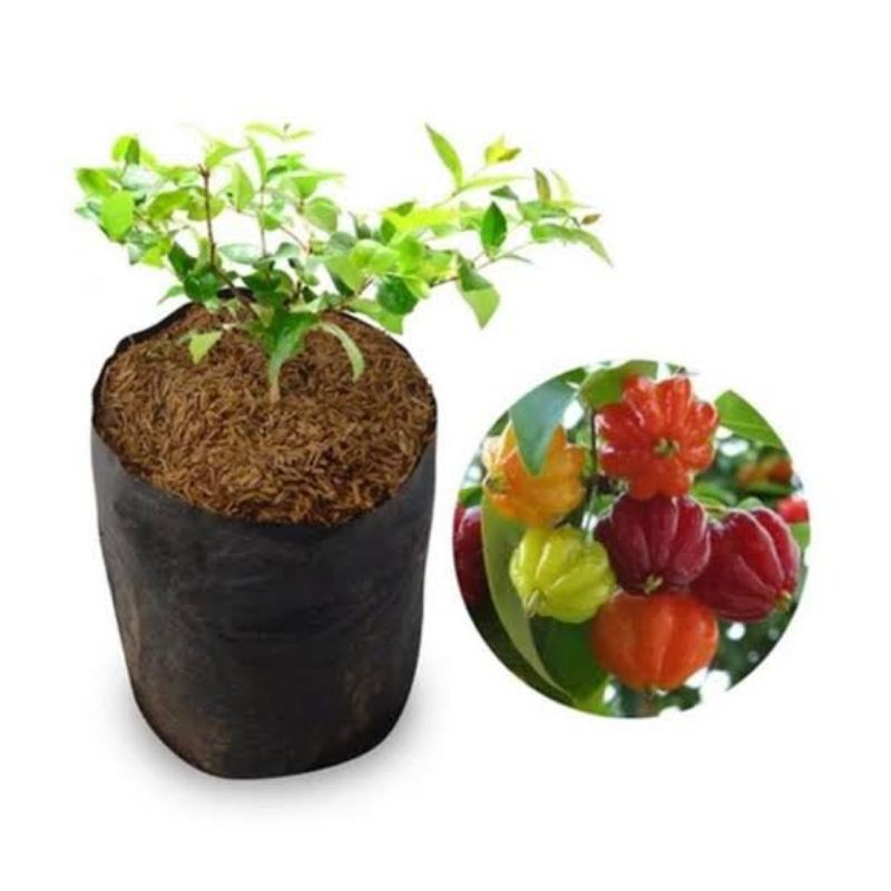 bibit pohon dewandaru/tanaman dewandaru