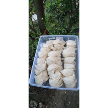 

walet,sarang burung,sarang burung walet bersih,harga 10gr