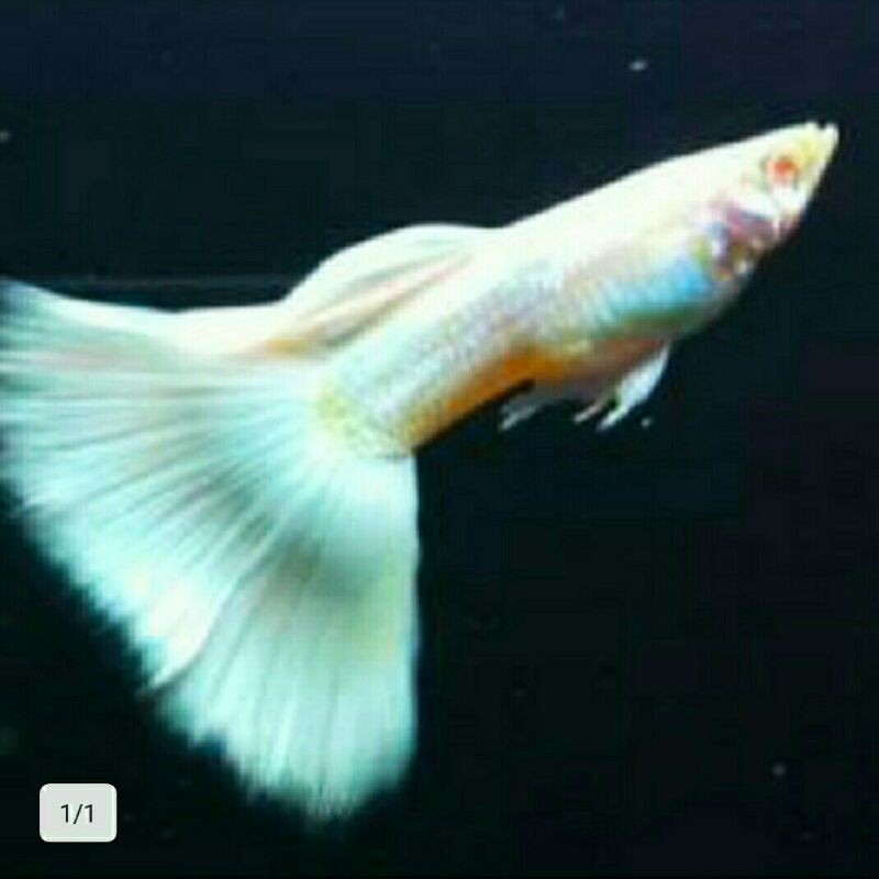 Ikan hias Guppy albino