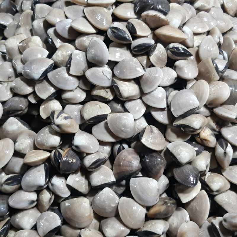 

Kerang Tahu 1kg (1000g)