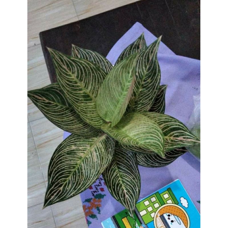 

bibit bonggol golden hope