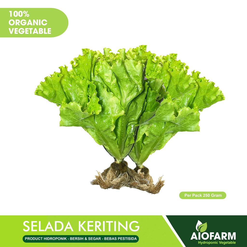 

Selada Keriting Hijau Sayuran Organik / Hidroponik AioFarm