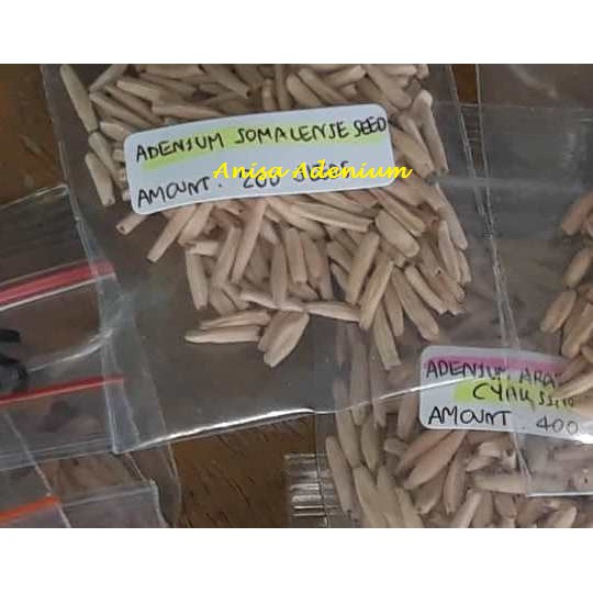 Seeds/Biji/Benih Adenium SOMALENSE