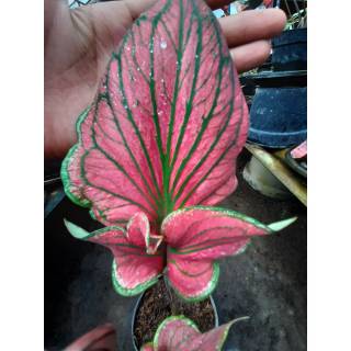 Bunga Tanaman Hias Caladium Thailand Lipstik Shopee Indonesia