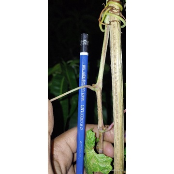 entress anggur LRS (Long Red Seedles)