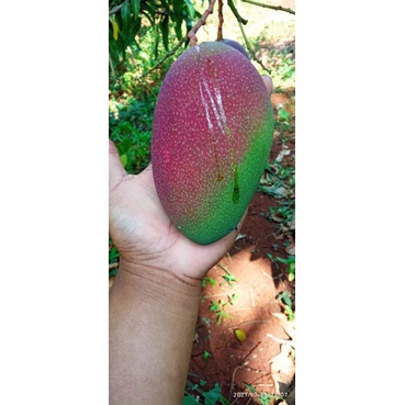 entres mangga import jukapad
