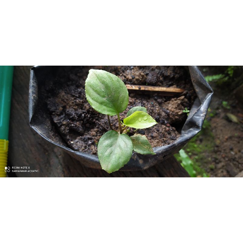 Homalomena green sp sumatra