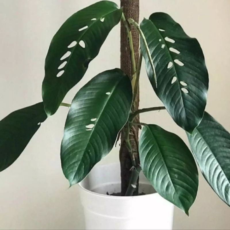 Rhapidophora Megasperma / duda bolong