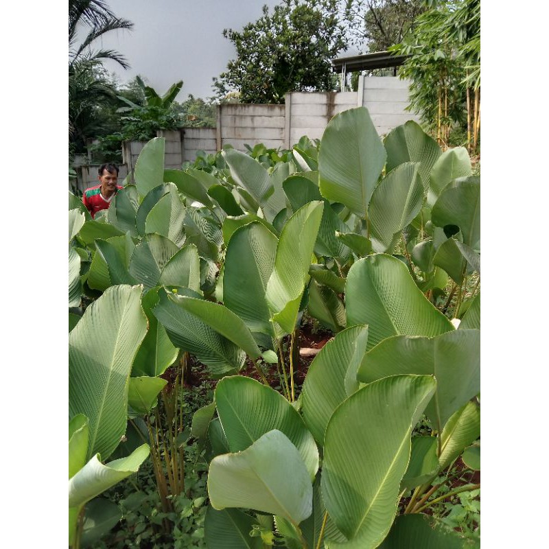 tanaman hias chalatea pisang /calatea pisang-calatea