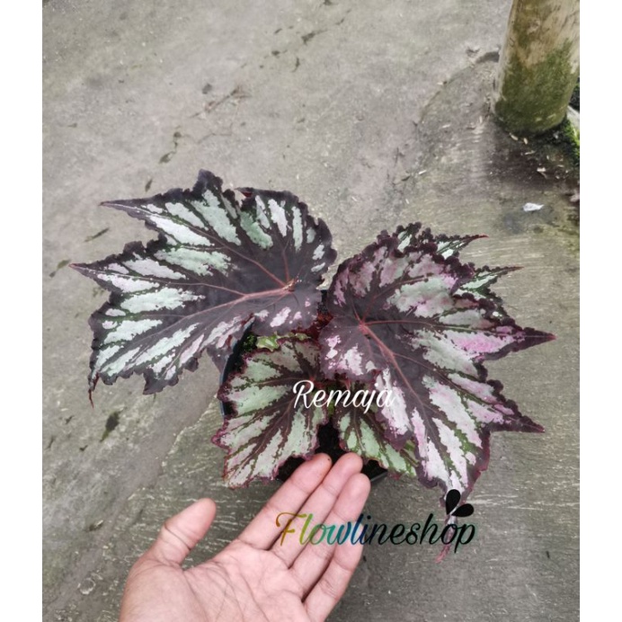 Jual tanaman hias begonia black zigzag | Shopee Indonesia
