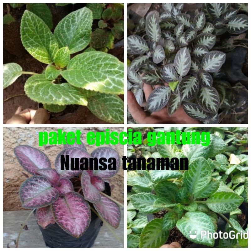 paket tanaman hias episcia - tanaman episcia - tanaman hias gantung