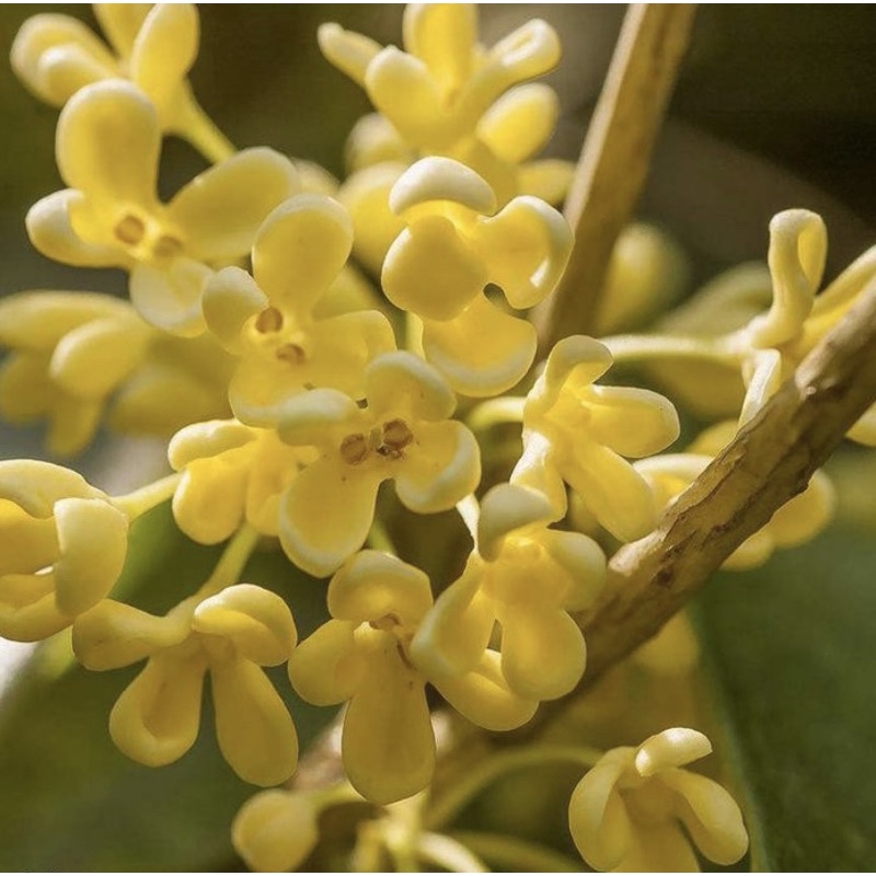 Parfum Ruangan Aroma Reed Diffuser Aesthetic Merk Josmine-OSHMANTUS