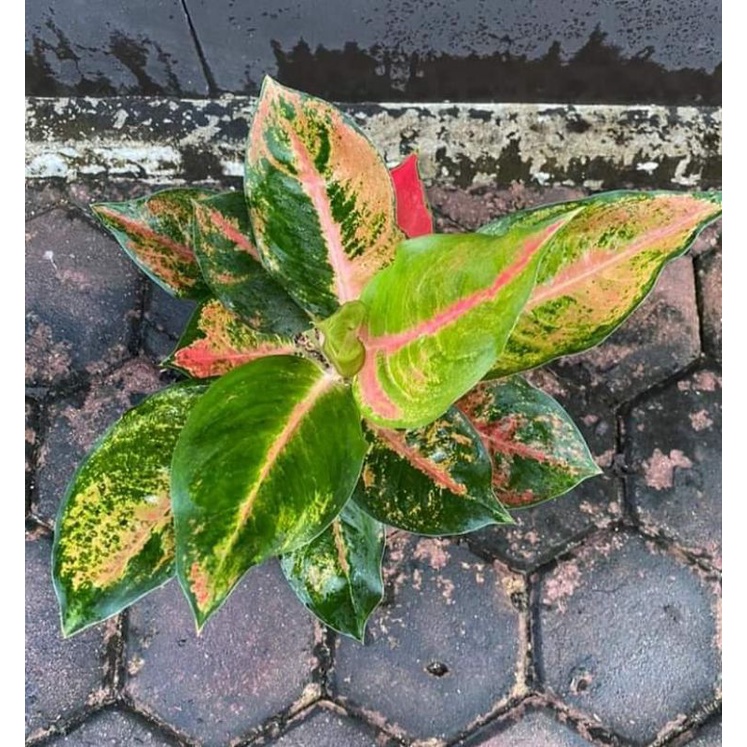 Aglaonema kochin pelangi atau aglonema kochin missworld daun 2-3 Tanian Lokal (Beby)
