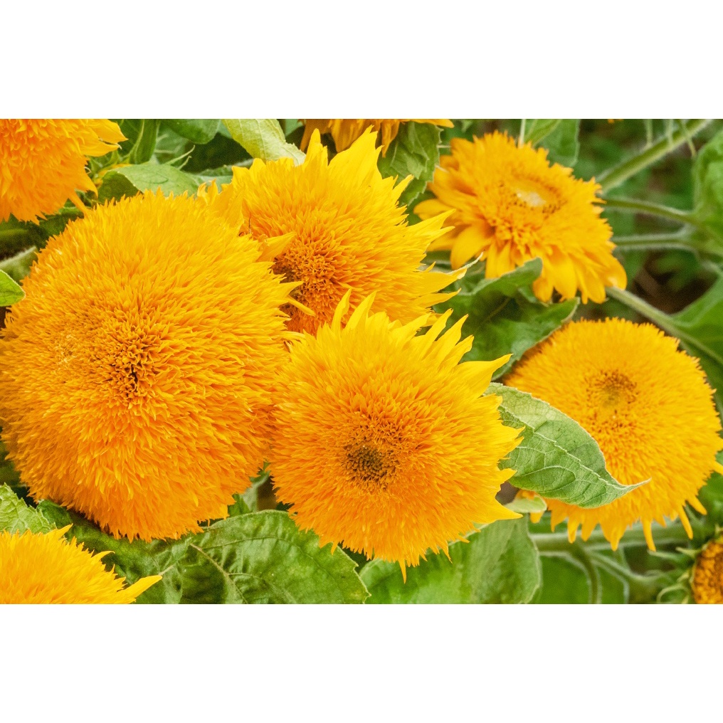 Benih Bibit Biji - Sunflower (Giant) Sungold Bunga Matahari Seeds - IMPORT