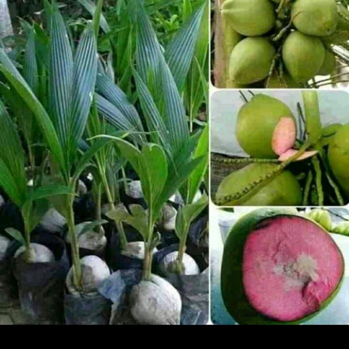 bibit kelapa hijau wulung