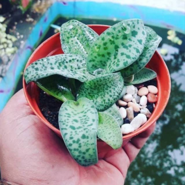 Tanaman Hias Lidah Katak - Tanaman Hias - Lidah Katak