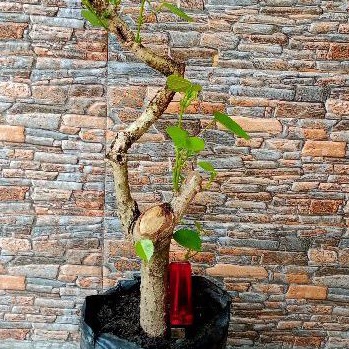 Bahan bonsai waru lokal berkarakter realpic