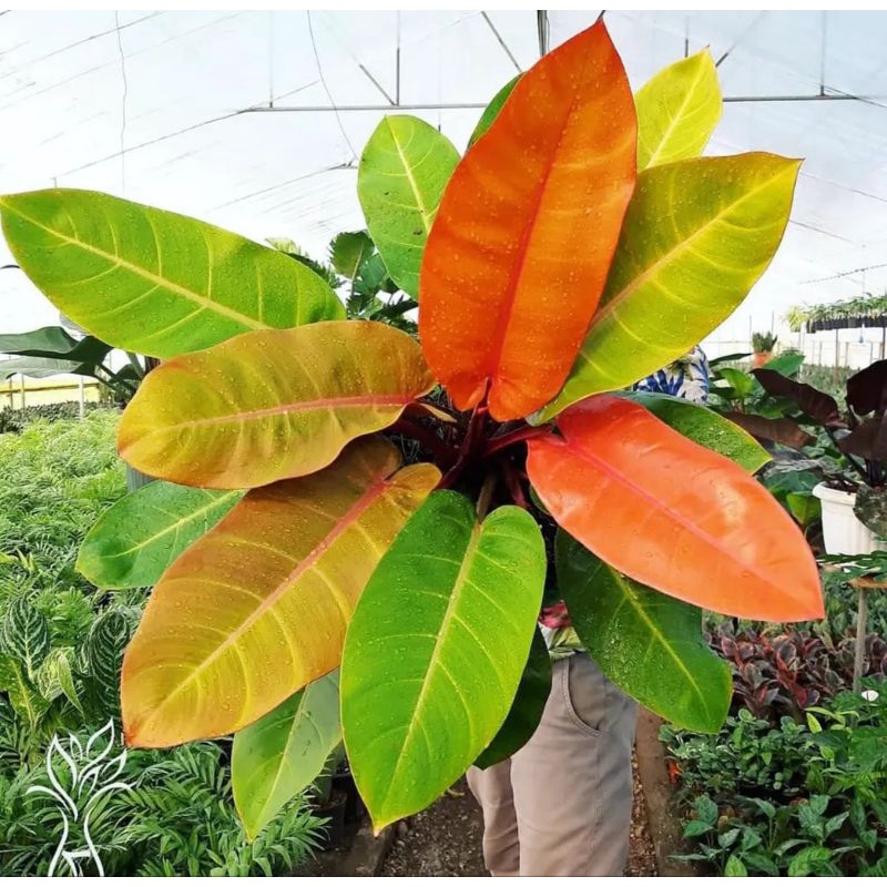 philodendron prince of orange