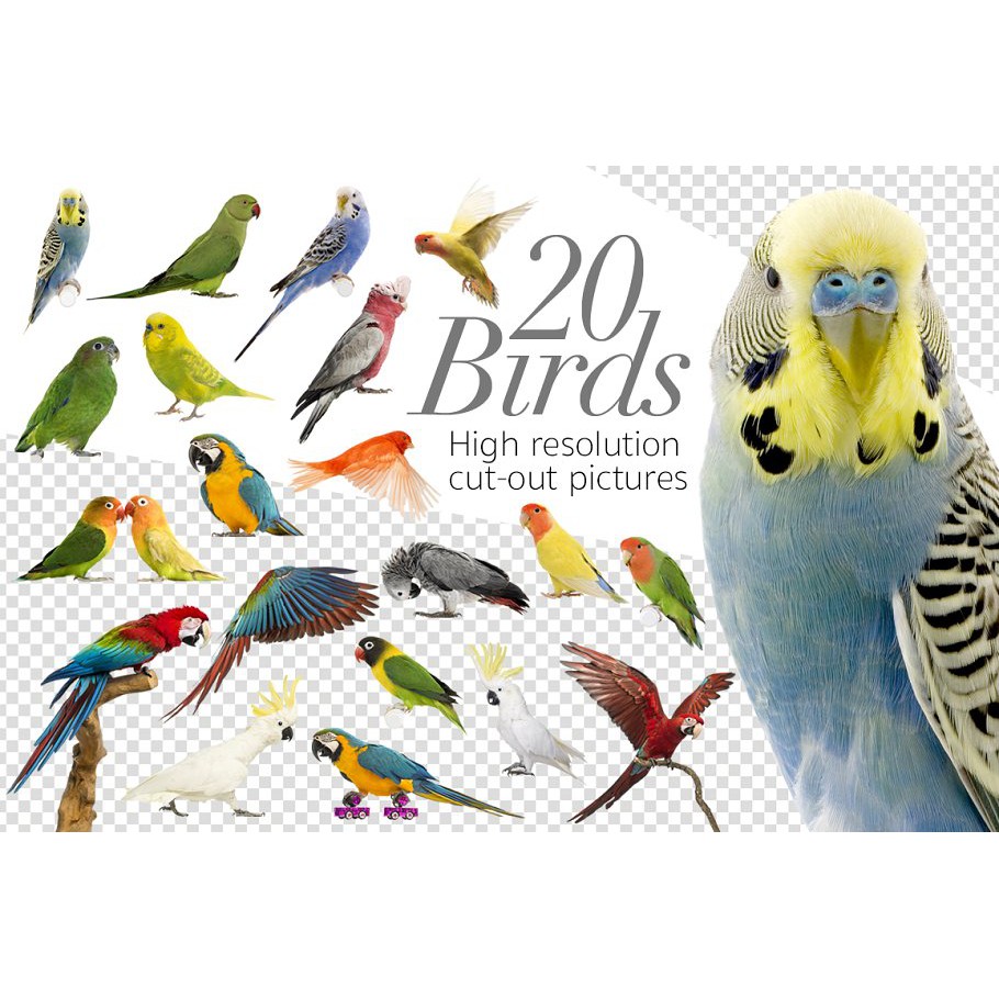 Birds High Res Pictures - JPEG Ultra HD