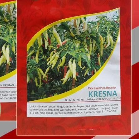 ❊ Benih bibit Cabe Rawit Putih KRESNA 10 gr - Bibit cabe ✬