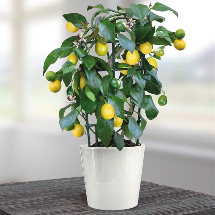 Benih LEMON BONSAI TANAMAN HIAS