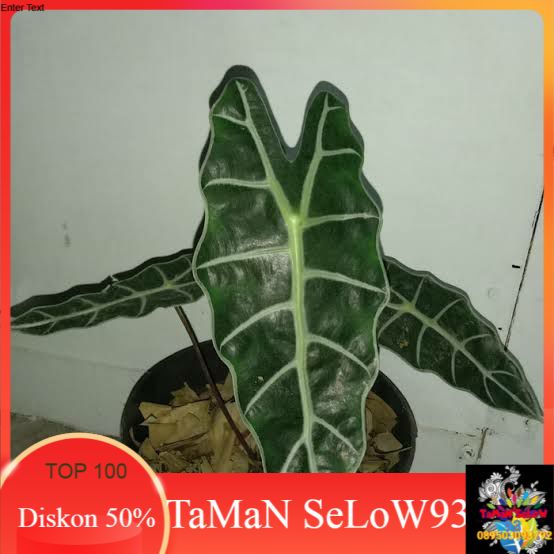 tanaman hias caladium amazon-keladi amazon