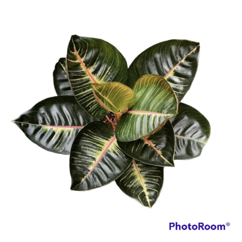 aglonema Black Moonlight gerhana daun 2-3 tanian lokal