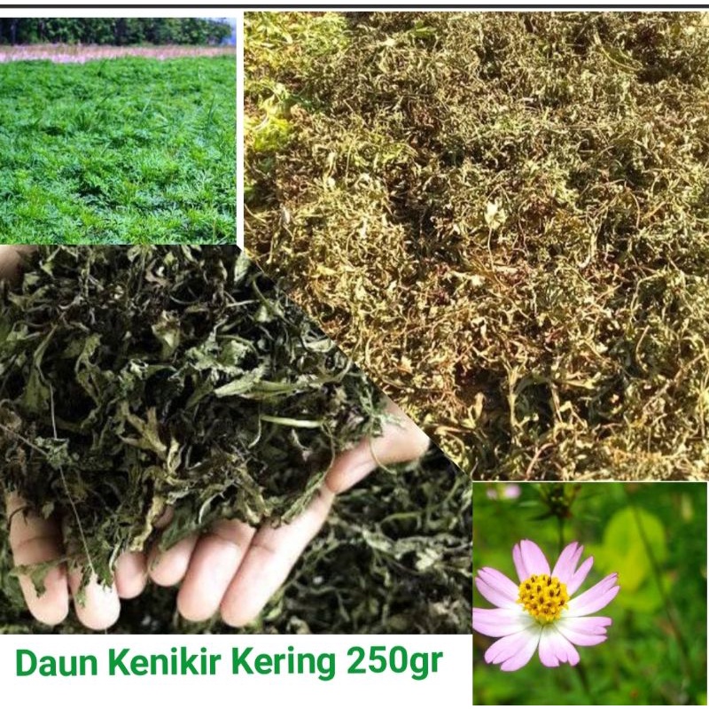 DAUN KENIKIR KERING HERBAL KANKER