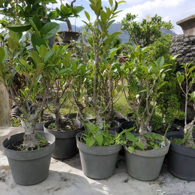 Kimeng Bahan Bonsai Shopee Indonesia