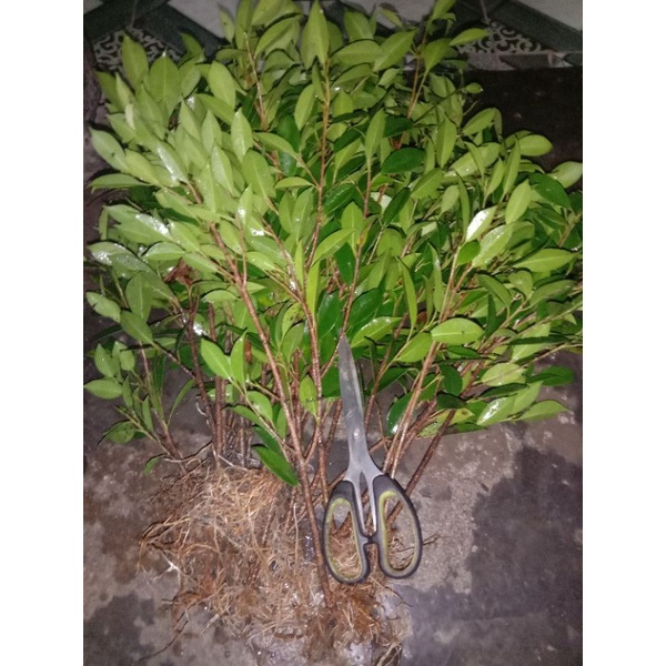 BIBIT BONSAI FICUS KIMENG RAWATAN