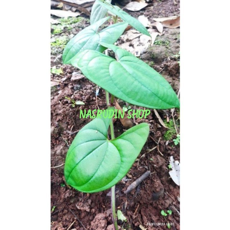 BIBIT UWI KELAPA / BIBIT UMBI UWI KELAPA / UWI MENTEGA / UWI KUNING / Dioscorea hamiltonii / UWI RIM