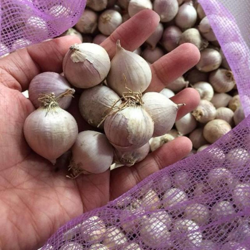 

Bawang putih TunggaL/Lanang 1kg(Uk tanggung)