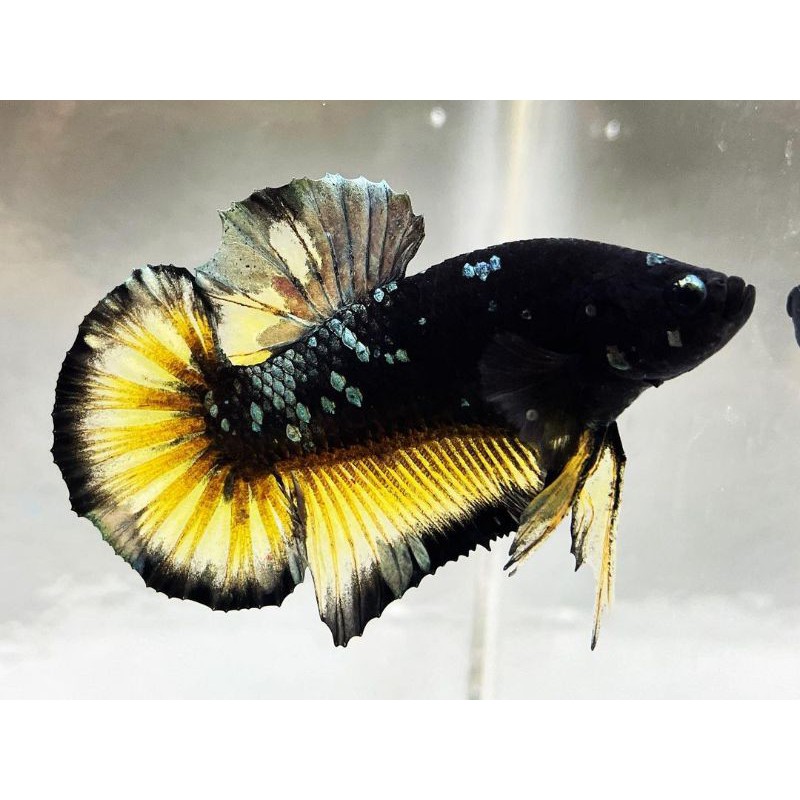 AVATAR YELLOW COOPER/KUNCOP bahan mutasi ajibb.promo bulan ramadhan