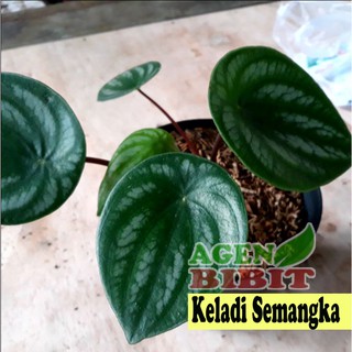 Tanaman Hias Keladi Semangka Peperomia Watermelon Tanaman Hias Keladi Semangka Peperomia Watermelon