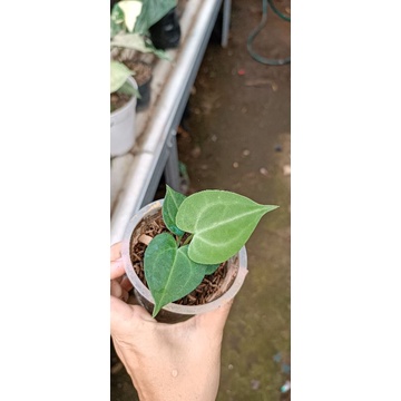 Anthurium tarantula, domino hybrid, clarinerviun, singonium varigata