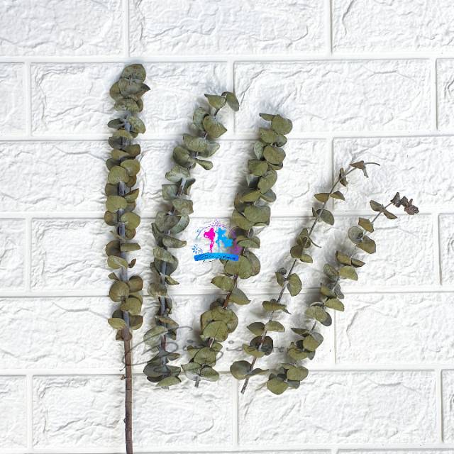 Dried Eucalyptus Baby Blue | Eucalyptus Kering Asli | Daun Silver Dollar