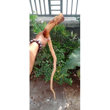 tongkat jalan kayu setigi laut ukir ular cobra  199